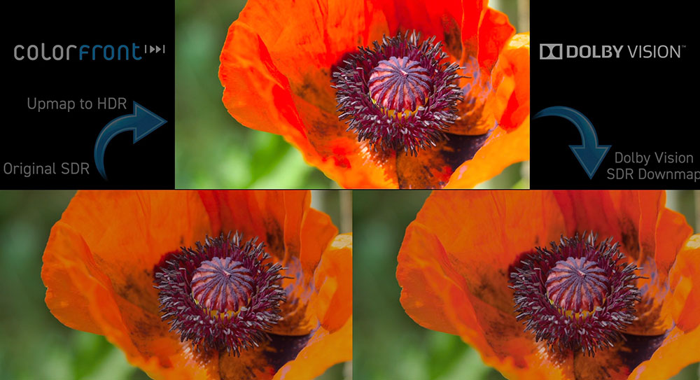 Colorfront Dolby Vision SDR to HDR Orange Flower