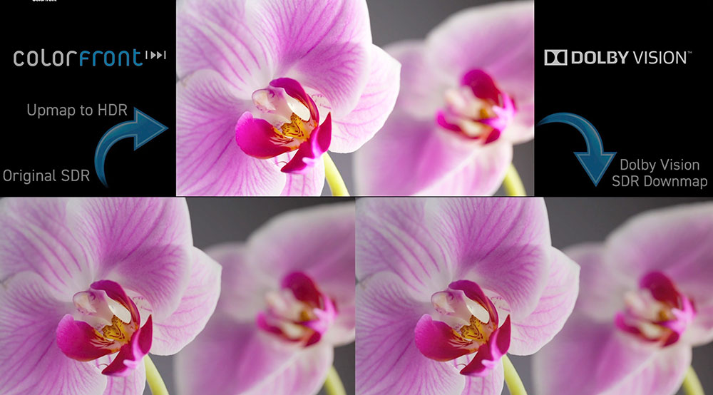 Colorfront Dolby Vision SDR to HDR Pink Flower