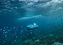 EditShare scuber gtbarrier reef
