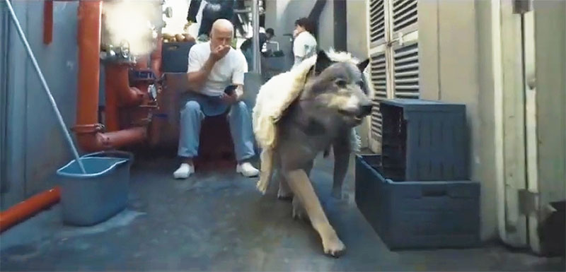 Preymaker wolf