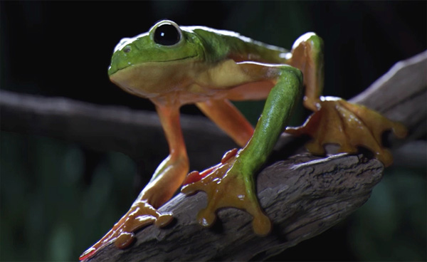 Ziva Frog Ludwig Ek