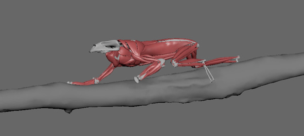 Ziva Frog muscles Ludwig Ek