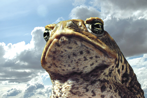 3d-Cane-Toad-1