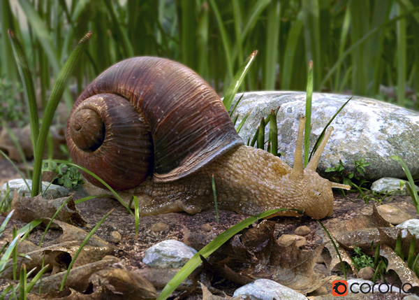 Chaos corona Snail Antonio Peres Filho