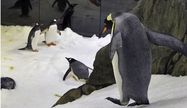 Panasonic ptz sealife penguin 759