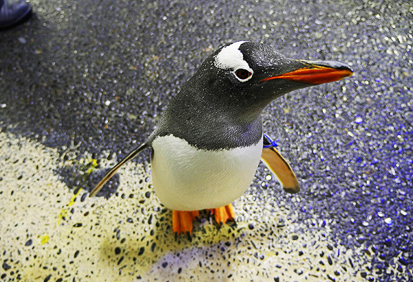 Panasonic ptz sealife penguin 785