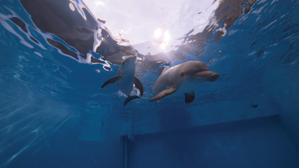 Spin-vfx-dolphin-tale14