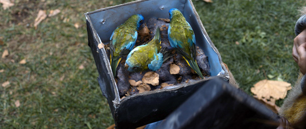 Bird box taormina5