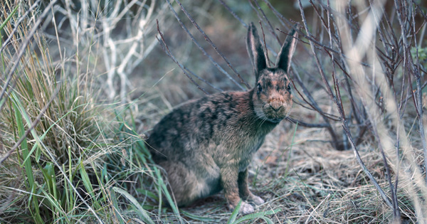 FuseFX TFA rabbit bush