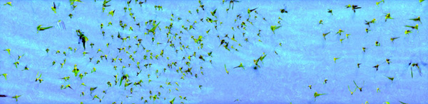 Sequence billabong flock