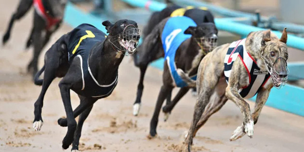 Magna amc supponer greyhounds