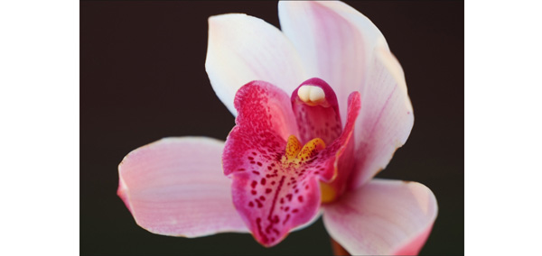 Panasonic S R70300 flower