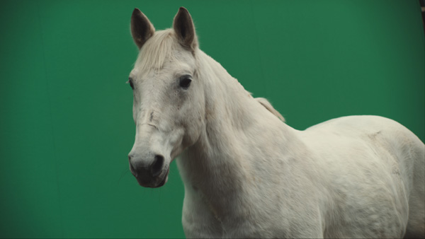 GPS-Betfair-horse-and-greenscreen