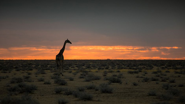 Lauschsicht lacie namibian sand2