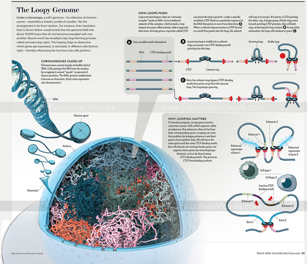 Cinema4d Falconieri LoopyGenome