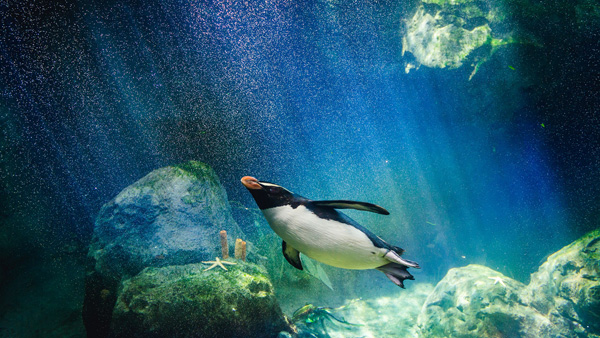 Interra penguin