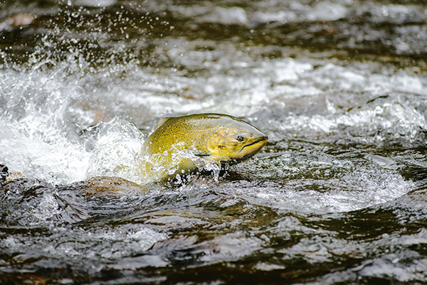Archion Patagonia artifishal